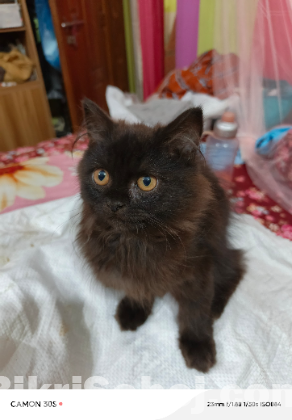 Persian male cat traditional